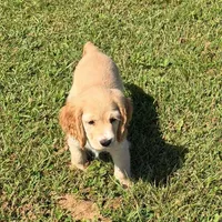 Yellow Collar, a female Golden Cocker Retriever for sale in Altamont, IL – 5 of 10