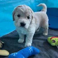 Golden Male w/Blaze, a male Golden Cocker Retriever for sale in Altamont, IL – Photo 1 of 10