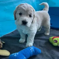 Golden Male w/Blaze, a male Golden Cocker Retriever for sale in Altamont, IL – Photo 3 of 10