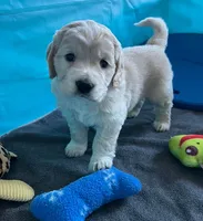 Golden Male w/Blaze, a male Golden Cocker Retriever for sale in Altamont, IL – Photo 3 of 10