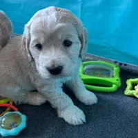Golden Male w/Blaze, a male Golden Cocker Retriever for sale in Altamont, IL – Photo 9 of 10