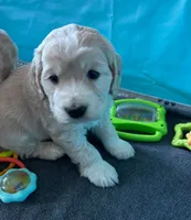 Golden Male w/Blaze, a male Golden Cocker Retriever for sale in Altamont, IL – Photo 9 of 10