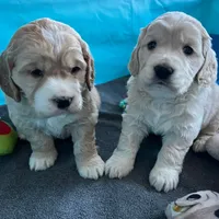 Golden Male w/Blaze, a male Golden Cocker Retriever for sale in Altamont, IL – Photo 5 of 10