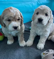 Golden Male w/Blaze, a male Golden Cocker Retriever for sale in Altamont, IL – Photo 5 of 10