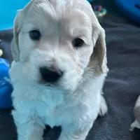 Golden Male w/Blaze, a male Golden Cocker Retriever for sale in Altamont, IL – Photo 4 of 10