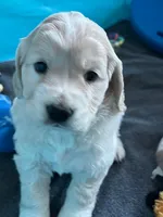 Golden Male w/Blaze, a male Golden Cocker Retriever for sale in Altamont, IL – Photo 4 of 10