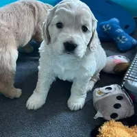 Golden Male w/Blaze, a male Golden Cocker Retriever for sale in Altamont, IL – Photo 7 of 10