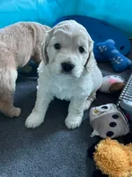 Golden Male w/Blaze, a male Golden Cocker Retriever for sale in Altamont, IL – Photo 7 of 10