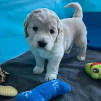 Golden Male w/Blaze, a male Golden Cocker Retriever for sale in Altamont, IL – Photo 8 of 10