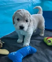 Golden Male w/Blaze, a male Golden Cocker Retriever for sale in Altamont, IL – Photo 8 of 10
