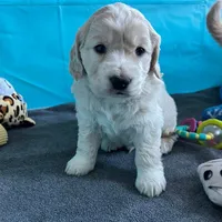 Golden Male w/Blaze, a male Golden Cocker Retriever for sale in Altamont, IL – Photo 6 of 10