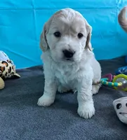 Golden Male w/Blaze, a male Golden Cocker Retriever for sale in Altamont, IL – Photo 6 of 10