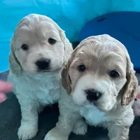 Golden Male w/Blaze, a male Golden Cocker Retriever for sale in Altamont, IL – Photo 2 of 10