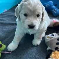 Golden Male w/Blaze, a male Golden Cocker Retriever for sale in Altamont, IL – Photo 10 of 10