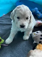 Golden Male w/Blaze, a male Golden Cocker Retriever for sale in Altamont, IL – Photo 10 of 10