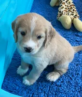 Gray Collar , a male Golden Cocker Retriever for sale in Altamont, IL – 5 of 10