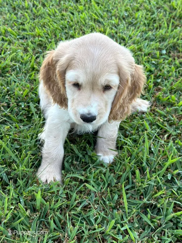 Yellow Collar – Golden Cocker Retriever puppy for sale in Altamont, IL