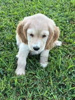 Yellow Collar, a female Golden Cocker Retriever for sale in Altamont, IL – 3 of 10