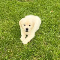 Tessa x Bear Purple Collar, a female Golden Retriever for sale in Altamont, IL – 4 of 10