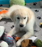 Pink Collar , a female Golden Retriever for sale in Altamont, IL – 5 of 10