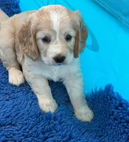 Orange Collar, a female Golden Cocker Retriever for sale in Altamont, IL – 5 of 10