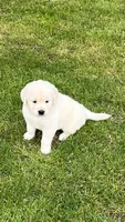 Orange Collar- Tessa X Ruger , a female Golden Retriever for sale in Altamont, IL – 10 of 10