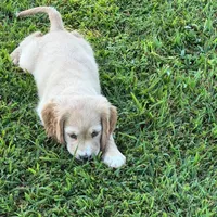 Yellow Collar, a female Golden Cocker Retriever for sale in Altamont, IL – 7 of 10
