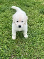 Tessa x Bear Orange Collar, a female Golden Retriever for sale in Altamont, IL – 6 of 10