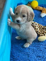 Gray Collar , a male Golden Cocker Retriever for sale in Altamont, IL – 8 of 10