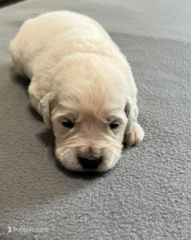 Tessa x Bear Red Collar – Golden Retriever puppy for sale in Altamont, IL