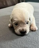 Tessa x Bear Red Collar, a female Golden Retriever for sale in Altamont, IL – Photo 4 of 4