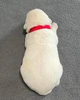 Tessa x Bear Red Collar, a female Golden Retriever for sale in Altamont, IL – Photo 3 of 4