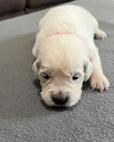 Tessa x Bear Red Collar, a female Golden Retriever for sale in Altamont, IL – Photo 2 of 4