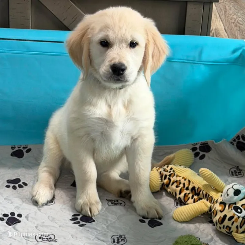 Tessa x Bear Yellow Collar – Golden Retriever puppy for sale in Altamont, IL
