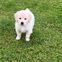 Tessa x Bear Yellow Collar, a female Golden Retriever for sale in Altamont, IL – 3 of 10