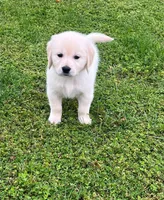 Tessa x Bear Yellow Collar, a female Golden Retriever for sale in Altamont, IL – 9 of 10