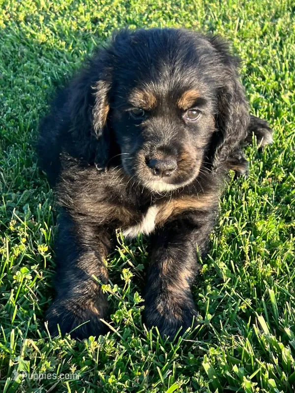 Black with tan and white – Golden Cocker Retriever puppy for sale in Altamont, IL