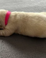 Pink Collar , a female Golden Retriever for sale in Altamont, IL – Photo 6 of 10