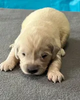 Pink Collar , a female Golden Retriever for sale in Altamont, IL – Photo 3 of 10