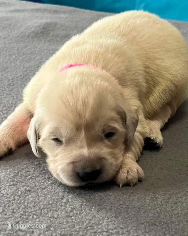 Pink Collar  – Golden Retriever puppy for sale in Altamont, IL