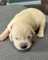 Pink Collar , a female Golden Retriever for sale in Altamont, IL – Photo 4 of 10