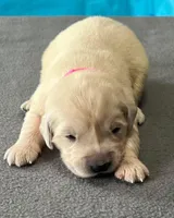 Pink Collar , a female Golden Retriever for sale in Altamont, IL – Photo 2 of 10