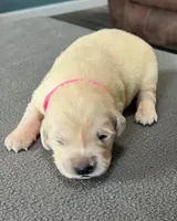 Pink Collar , a female Golden Retriever for sale in Altamont, IL – Photo 5 of 10