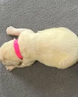 Pink Collar , a female Golden Retriever for sale in Altamont, IL – Photo 8 of 10