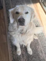 Pink Collar , a female Golden Retriever for sale in Altamont, IL – Photo 10 of 10