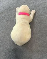 Pink Collar , a female Golden Retriever for sale in Altamont, IL – Photo 7 of 10