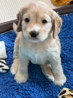 Yellow Collar, a female Golden Cocker Retriever for sale in Altamont, IL – 6 of 10