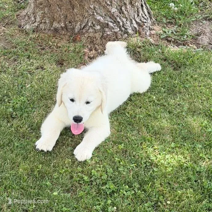 Tessa x Bear Orange Collar – Golden Retriever puppy for sale in Altamont, IL