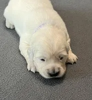 Purple Collar , a female Golden Retriever for sale in Altamont, IL – Photo 2 of 9