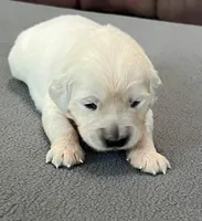Purple Collar , a female Golden Retriever for sale in Altamont, IL – Photo 3 of 9